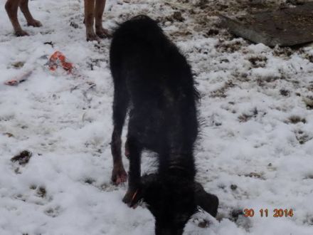 Ein Spendenratgeber für Hunde- und Katzenfreunde