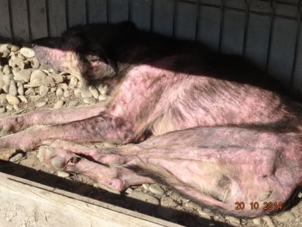 Ein Spendenratgeber für Hunde- und Katzenfreunde