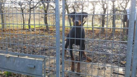 Ein Spendenratgeber für Hunde- und Katzenfreunde