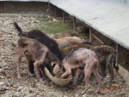 Ein Spendenratgeber für Hunde- und Katzenfreunde