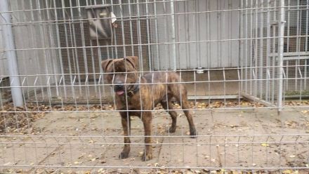 Ein Spendenratgeber für Hunde- und Katzenfreunde