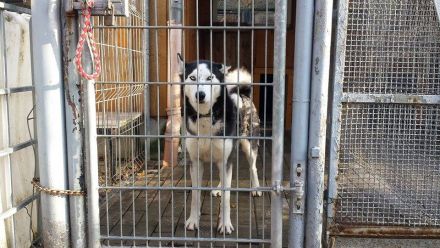 Ein Spendenratgeber für Hunde- und Katzenfreunde