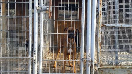 Ein Spendenratgeber für Hunde- und Katzenfreunde