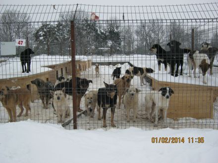 Ein Spendenratgeber für Hunde- und Katzenfreunde