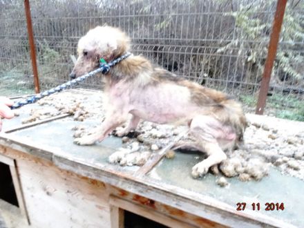 Ein Spendenratgeber für Hunde- und Katzenfreunde