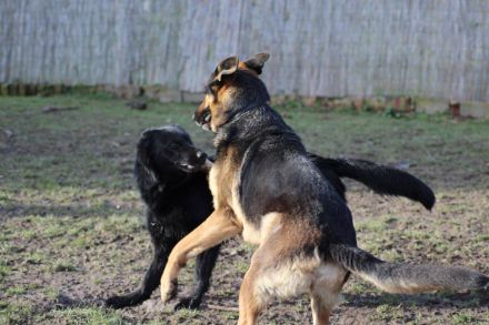 Spiel und Spaß für Hunde