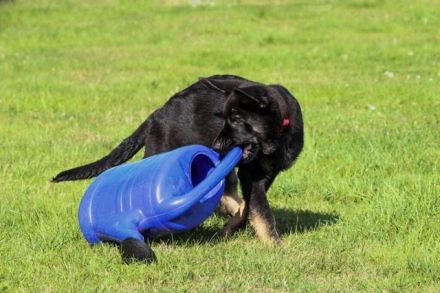 Spiel und Spaß für Hunde