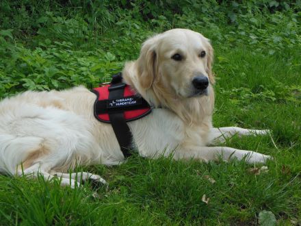 Der Therapiehund: Ein normaler Hund mit besonderem Job