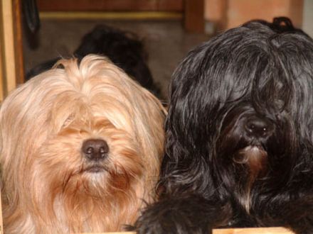 Der Tibet Terrier: Kleiner Schneelöwe vom Dach der Welt