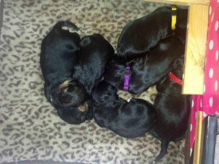 Der Tibet Terrier: Kleiner Schneelöwe vom Dach der Welt