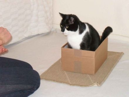 Stress beim Tierarzt: Katzen vorher trainieren