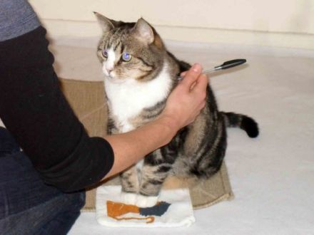 Stress beim Tierarzt: Katzen vorher trainieren