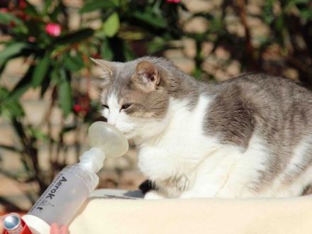 Stress beim Tierarzt: Katzen vorher trainieren