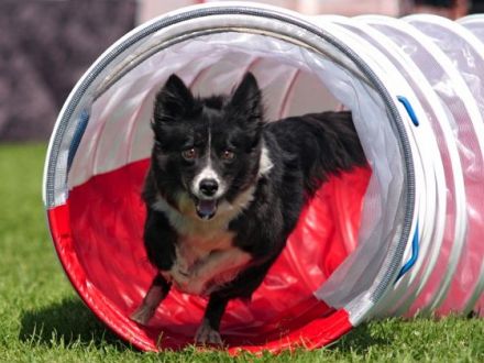 Tierfotografie - Tipps und Tricks, damit schöne Tierfotos gelingen (Teil 1)