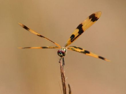 Tierfotografie - Tipps und Tricks, damit schöne Tierfotos gelingen (Teil 1)