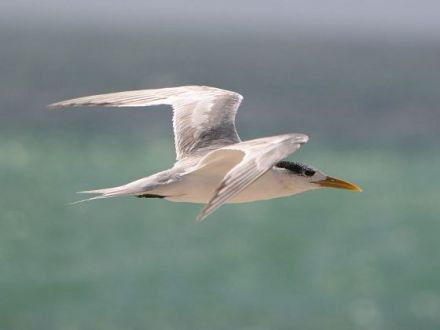 Tierfotografie - Tipps und Tricks, damit schöne Tierfotos gelingen (Teil 1)