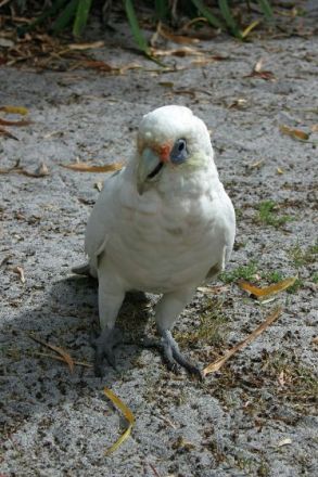 Tierfotografie - Tipps und Tricks, damit schöne Tierfotos gelingen (Teil 1)