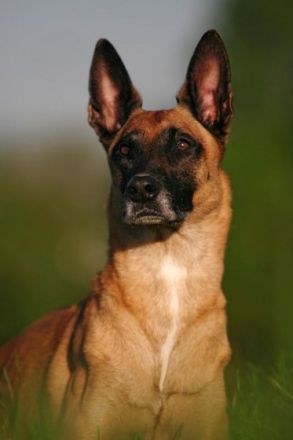 Tierfotografie - Tipps und Tricks, damit schöne Tierfotos gelingen (Teil 1)