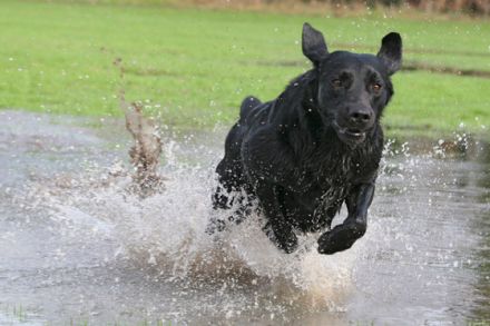 Tierfotografie - Tipps und Tricks, damit schöne Tierfotos gelingen (Teil 2)