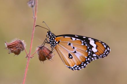 Tierfotografie - Tipps und Tricks, damit schöne Tierfotos gelingen (Teil 2)