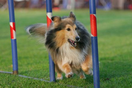 Tierfotografie - Tipps und Tricks, damit schöne Tierfotos gelingen (Teil 2)