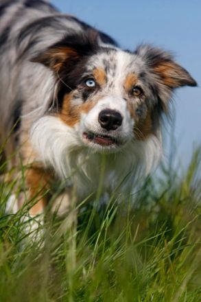 Tierfotografie - Tipps und Tricks, damit schöne Tierfotos gelingen (Teil 2)