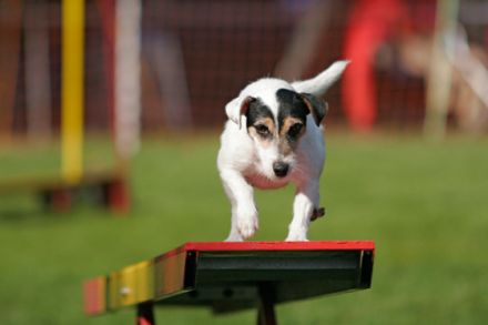 Tierfotografie - Tipps und Tricks, damit schöne Tierfotos gelingen (Teil 2)