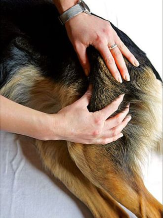 Tierphysiotherapie: Mehr Bewegungsfreude, Vitalität und Wohlbefinden für Hund, Katze & Co.