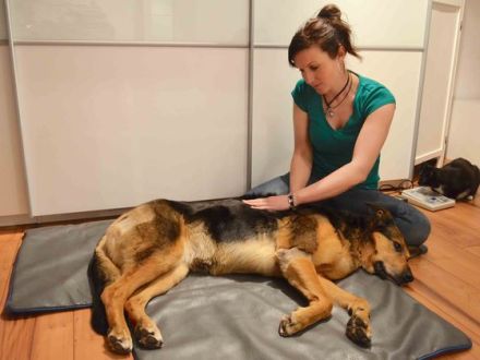 Tierphysiotherapie: Mehr Bewegungsfreude, Vitalität und Wohlbefinden für Hund, Katze & Co.