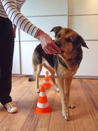 Tierphysiotherapie: Mehr Bewegungsfreude, Vitalität und Wohlbefinden für Hund, Katze & Co.