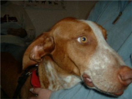 Hilfe für spanische Hunde in Not