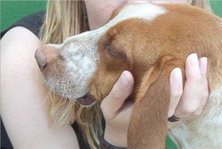 Hilfe für spanische Hunde in Not