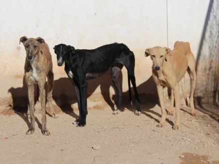Tierschutz-Hunde aus Spanien