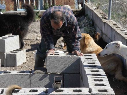 Tierschutz-Hunde aus Spanien