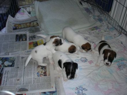 Tipps zur Stubenreinheit