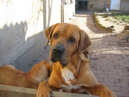 Tosa Inu, der sanfte Riese aus Japan