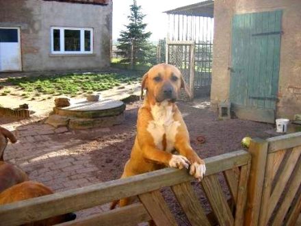 Tosa Inu, der sanfte Riese aus Japan