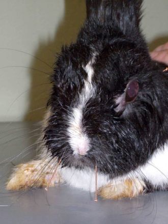 Traditionelle Chinesische Medizin für Hund, Katze & Co.