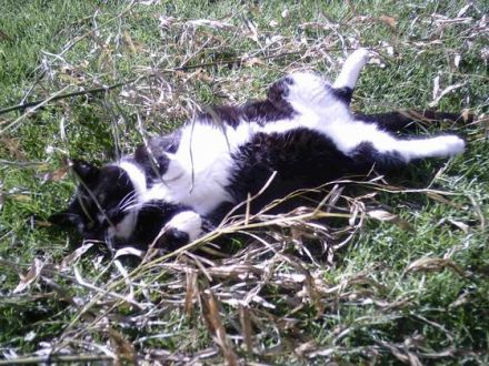 Traditionelle Chinesische Medizin für Hund, Katze & Co.