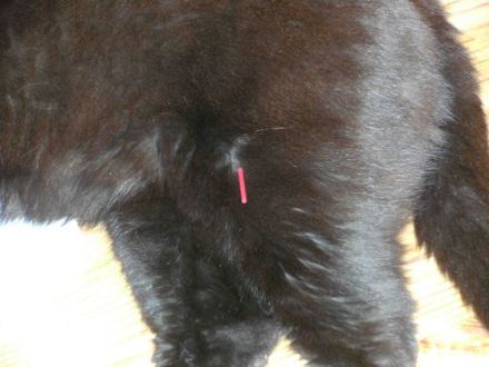 Traditionelle Chinesische Medizin für Hund, Katze & Co.