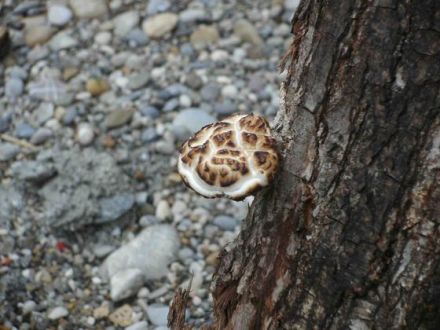 Traditionelle Chinesische Medizin für Hund, Katze & Co.