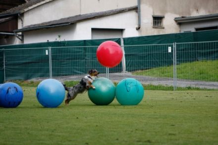 Treibball - Bälle statt Schafe?