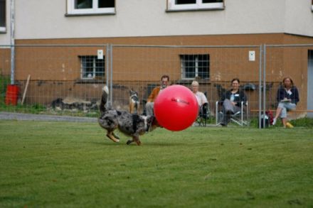 Treibball - Bälle statt Schafe?
