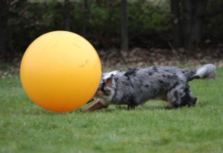 Treibball - Bälle statt Schafe?