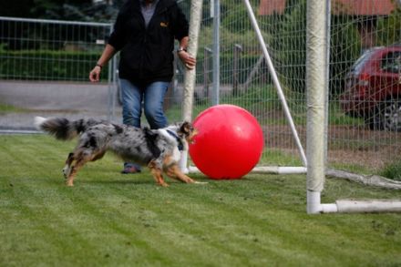 Treibball - Bälle statt Schafe?