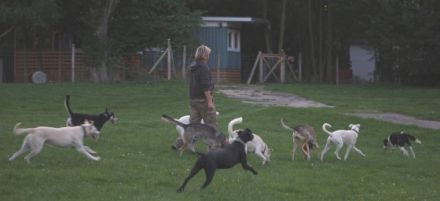 Urlaub mit Hund - auf dem Campingplatz Blütengrund in Naumburg