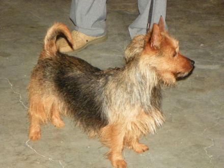 Australian und Australian Silky Terrier: Mutige Schlangenjäger, die in jede Tasche passen
