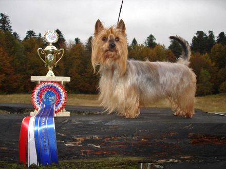 Australian und Australian Silky Terrier: Mutige Schlangenjäger, die in jede Tasche passen
