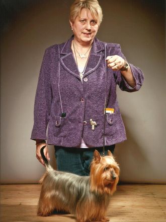 Australian und Australian Silky Terrier: Mutige Schlangenjäger, die in jede Tasche passen