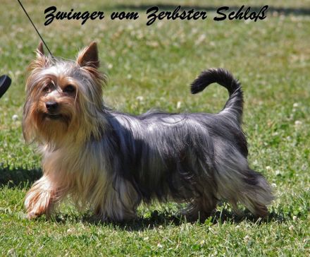 Australian und Australian Silky Terrier: Mutige Schlangenjäger, die in jede Tasche passen